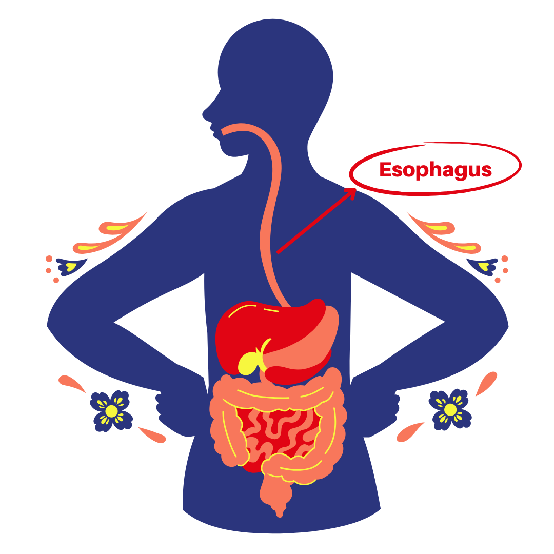digestive health portal login